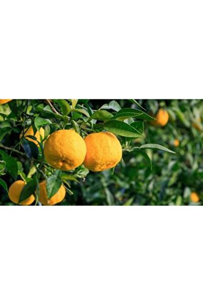 YABANEEZ YUZU JUICE "KAISEN"