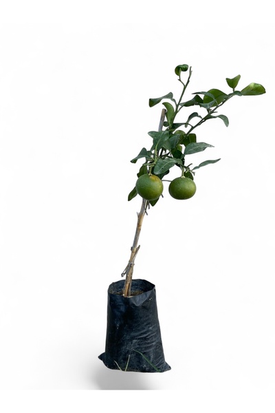 EGE GARDEN Meyveli Kanlı Greyfurt Fidanı – 2 Yaş – Tüplü – Canlı ve Sağlıklı