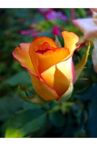 OEM Tablou decorativ, de perete, cu rama din lemn, 33cm x 24cm, imaginea 2336