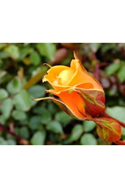 OEM Διακοσμητική επιτοίχια ζωγραφική με ξύλινο πλαίσιο, 33cm x 24cm, εικόνα 2345