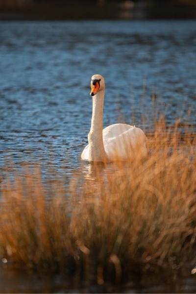 OEM Декоративен килим SONGMICS, неплъзгащ се, може да се пере в пералня, 120x...