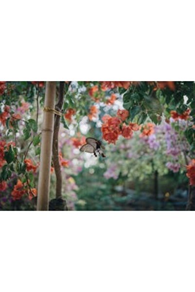 OEM Διακοσμητική επιτοίχια ζωγραφική με ξύλινο πλαίσιο, 33cm x 24cm, εικόνα 2292