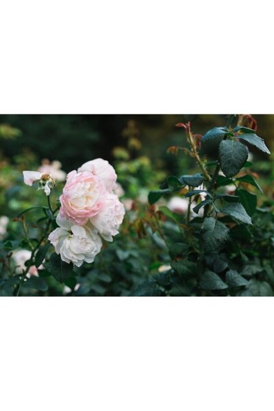 OEM Tablou decorativ, de perete, cu rama din lemn, 33cm x 24cm, imaginea 2444