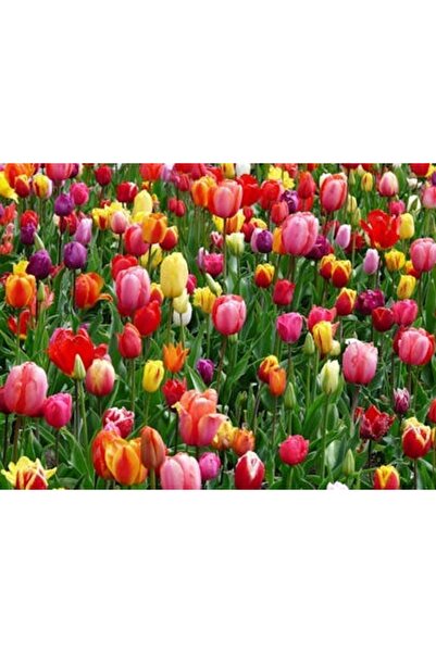 OEM Διακοσμητική επιτοίχια ζωγραφική με ξύλινο πλαίσιο, 33cm x 24cm, εικόνα 2053