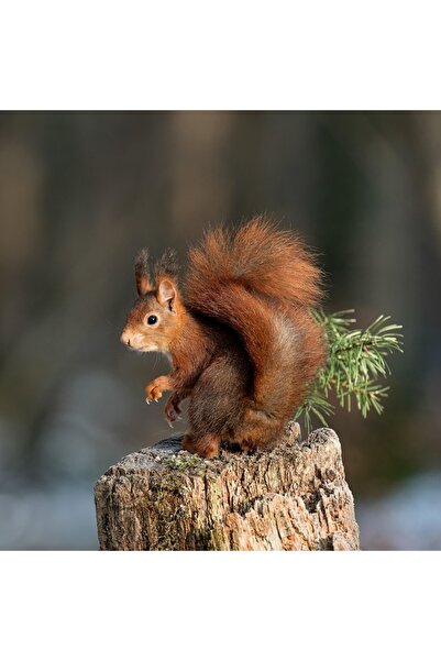 OEM Διακοσμητική επιτοίχια ζωγραφική με ξύλινο πλαίσιο, 33cm x 24cm, εικόνα 1699