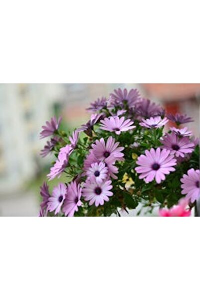 OEM Διακοσμητική επιτοίχια ζωγραφική με ξύλινο πλαίσιο, 33cm x 24cm, εικόνα 2203