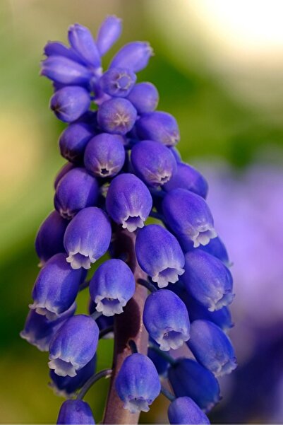 OEM Διακοσμητική επιτοίχια ζωγραφική με ξύλινο πλαίσιο, 33cm x 24cm, εικόνα 1631