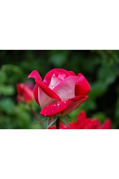 OEM Διακοσμητική επιτοίχια ζωγραφική με ξύλινο πλαίσιο, 33cm x 24cm, εικόνα 2048