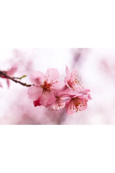 OEM Διακοσμητική επιτοίχια ζωγραφική με ξύλινο πλαίσιο, 33cm x 24cm, εικόνα 2217