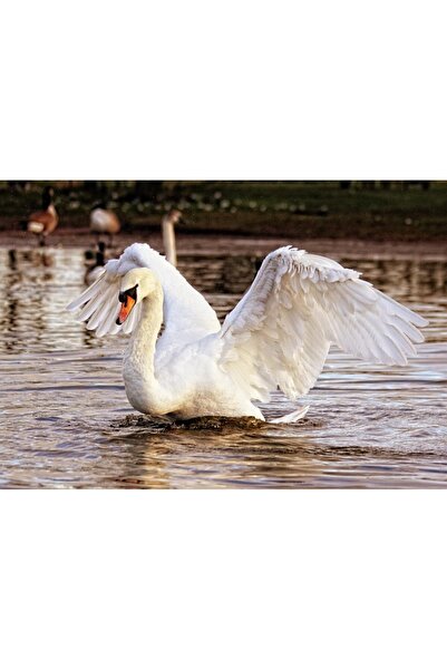 OEM Decorative wall painting with wooden frame, 33cm x 24cm, with animal383