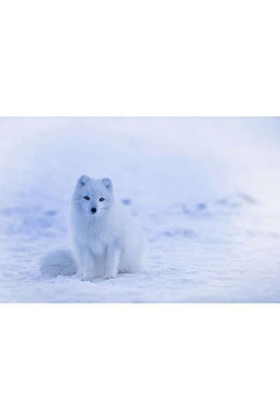 OEM Tablou decorativ, de perete, cu rama din lemn, 33cm x 24cm, cu flori2224