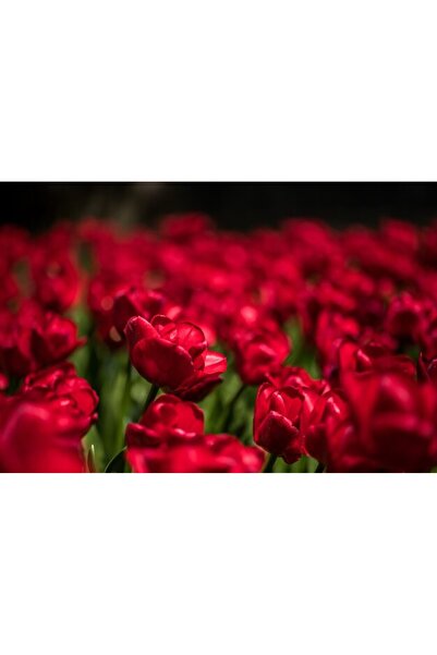 OEM Διακοσμητική επιτοίχια ζωγραφική με ξύλινο πλαίσιο, 33cm x 24cm, εικόνα 2408