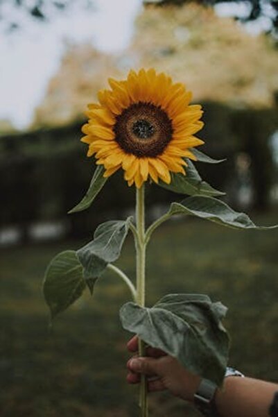 OEM Διακοσμητική επιτοίχια ζωγραφική με ξύλινο πλαίσιο, 33cm x 24cm, εικόνα 2097