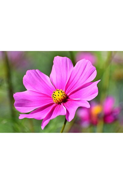 OEM Tablou decorativ, de perete, cu rama din lemn, 33cm x 24cm, imaginea 1973