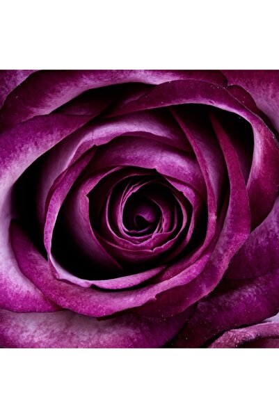 OEM Tablou decorativ, de perete, cu rama din lemn, 33cm x 24cm, imaginea 1962