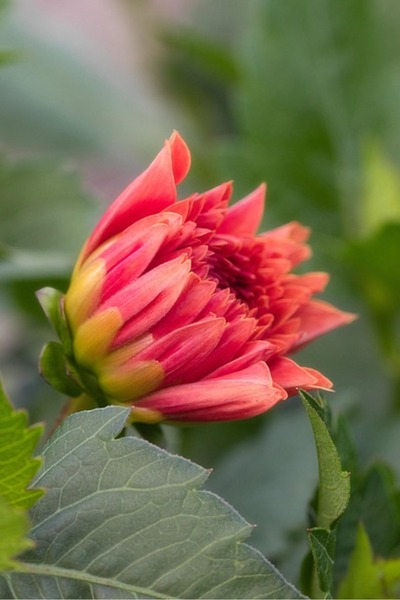 OEM Διακοσμητική επιτοίχια ζωγραφική με ξύλινο πλαίσιο, 33cm x 24cm, εικόνα 1644