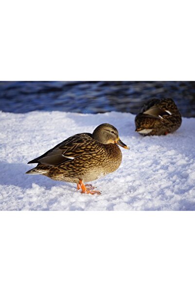 OEM SONGMICS Cutie postala de exterior, pentru gard sau perete, din otel zinc...