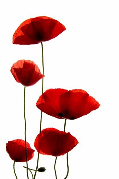 OEM Διακοσμητική επιτοίχια ζωγραφική με ξύλινο πλαίσιο, 33cm x 24cm, εικόνα 2568