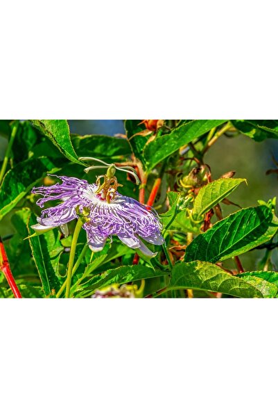 OEM Διακοσμητική τοιχογραφία με ξύλινο πλαίσιο, 33εκ. x 24εκ., εικόνα 1983