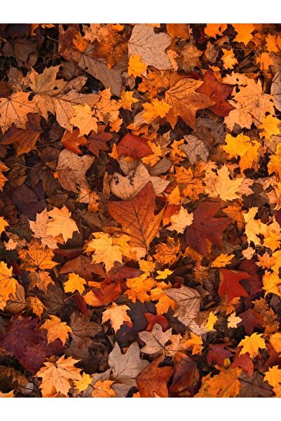 OEM Декоративна стенна картина с дървена рамка, 33 см х 24 см, с цветя2367