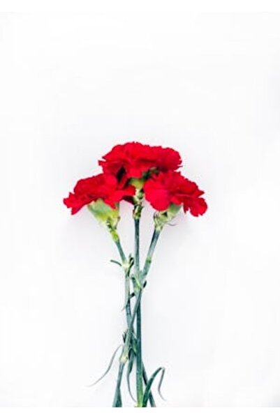 OEM Tablou decorativ, de perete, cu rama din lemn, 33cm x 24cm, imaginea 2109