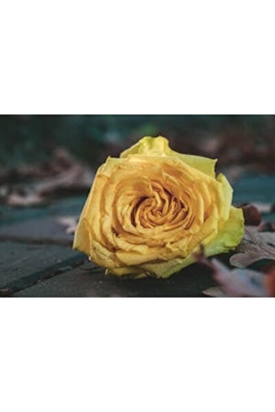 OEM Tablou decorativ, de perete, cu rama din lemn, 33cm x 24cm, imaginea 2364