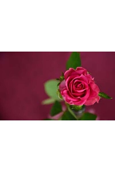 OEM Διακοσμητική επιτοίχια ζωγραφική με ξύλινο πλαίσιο, 33cm x 24cm, εικόνα 2367