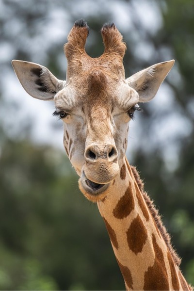 OEM Декоративна стенна картина с дървена рамка, 33 см х 24 см, изображение 1616