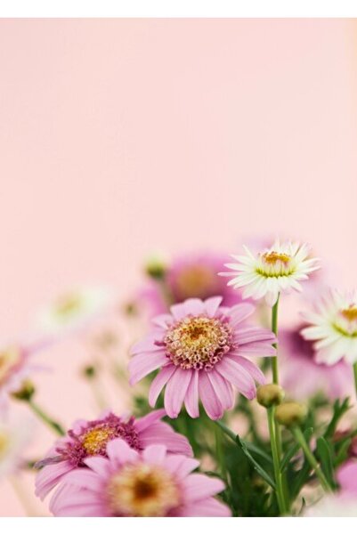 OEM Διακοσμητική επιτοίχια ζωγραφική με ξύλινο πλαίσιο, 33cm x 24cm, εικόνα 2226