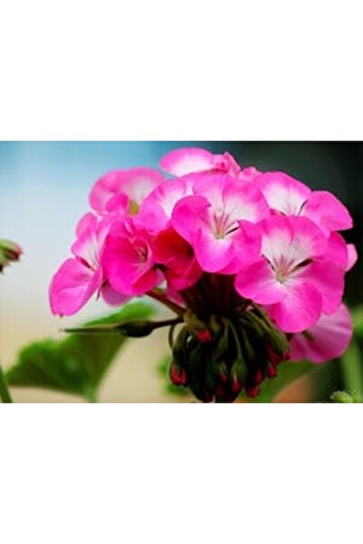 OEM Διακοσμητική επιτοίχια ζωγραφική με ξύλινο πλαίσιο, 33cm x 24cm, εικόνα 2242