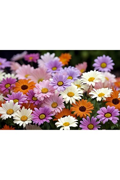 OEM Декоративна стенна картина с дървена рамка, 33см x 24см, изображение 2267