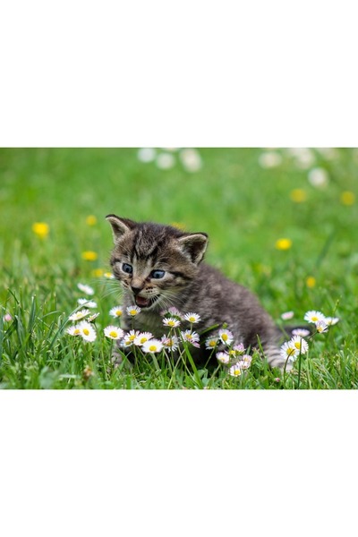 OEM Tablou decorativ, de perete, cu rama din lemn, 33cm x 24cm, cu animal253