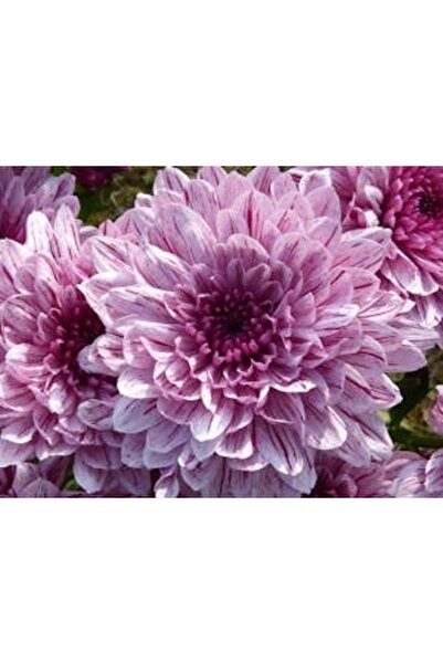 OEM Διακοσμητική επιτοίχια ζωγραφική με ξύλινο πλαίσιο, 33cm x 24cm, εικόνα 2217