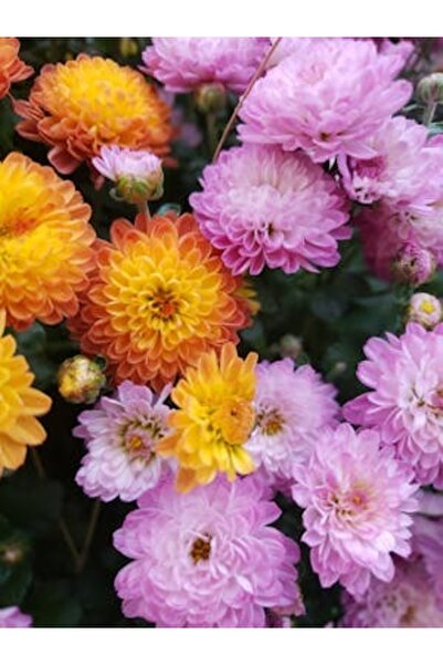 OEM Διακοσμητική επιτοίχια ζωγραφική με ξύλινο πλαίσιο, 33cm x 24cm, εικόνα 2249