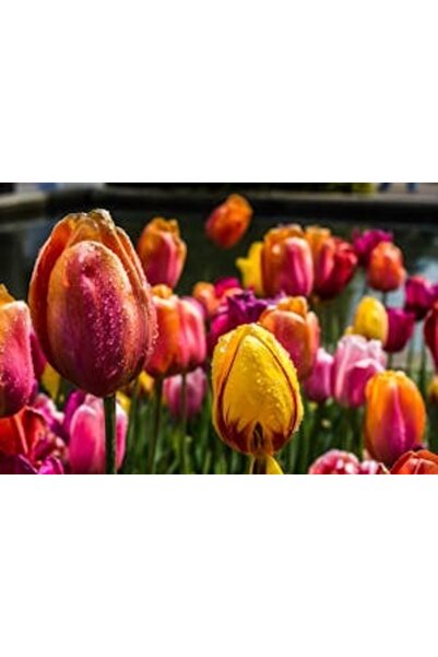 OEM Tablou decorativ, de perete, cu rama din lemn, 33cm x 24cm, imaginea 2273