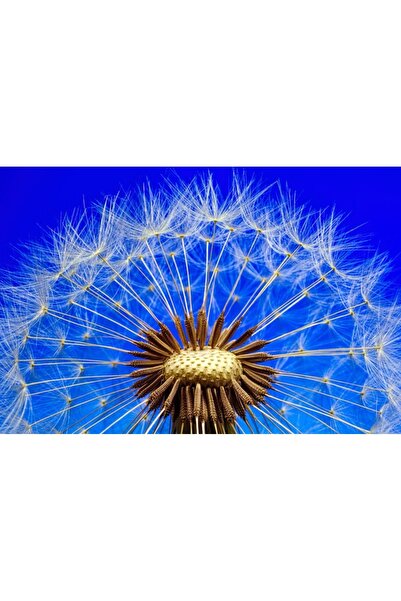 OEM Tablou decorativ, de perete, cu rama din lemn, 33cm x 24cm, cu flori3422