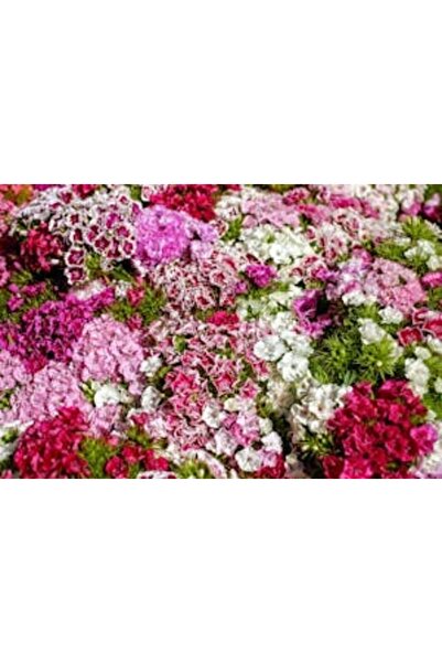 OEM Διακοσμητική επιτοίχια ζωγραφική με ξύλινο πλαίσιο, 33cm x 24cm, εικόνα 2245