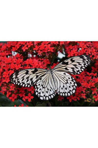 OEM Tablou decorativ, de perete, cu rama din lemn, 33cm x 24cm, cu animal245