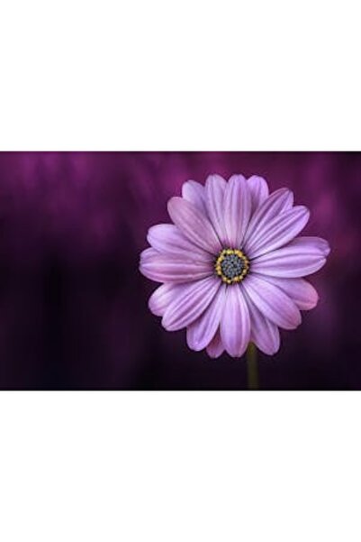 OEM Tablou decorativ, de perete, cu rama din lemn, 33cm x 24cm, imaginea 2112