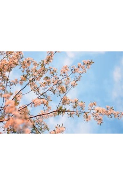 OEM Διακοσμητική επιτοίχια ζωγραφική με ξύλινο πλαίσιο, 33cm x 24cm, εικόνα 2269