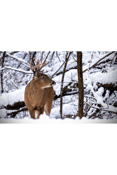 OEM SONGMICS Cos gunoi dublu 59x32x65 cm, 2x30L, cu pedale si galeata detasab...