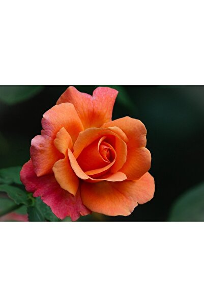 OEM Διακοσμητική τοιχογραφία με ξύλινο πλαίσιο, 33εκ. x 24εκ., εικόνα 1976