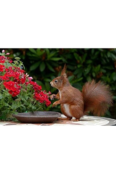 OEM Διακοσμητική επιτοίχια ζωγραφική με ξύλινο πλαίσιο, 33cm x 24cm, εικόνα 2065