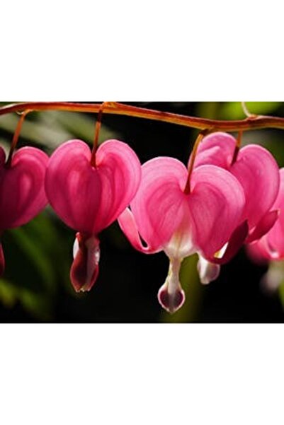 OEM Декоративна стенна картина с дървена рамка, 33см x 24см, изображение 2220