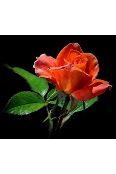 OEM Διακοσμητική επιτοίχια ζωγραφική με ξύλινο πλαίσιο, 33cm x 24cm, εικόνα 2317