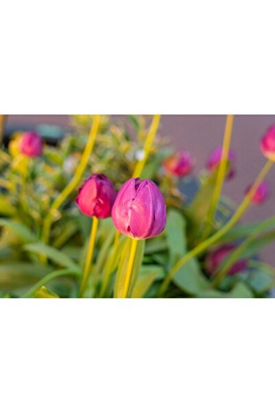 OEM Διακοσμητική επιτοίχια ζωγραφική με ξύλινο πλαίσιο, 33cm x 24cm, εικόνα 2538