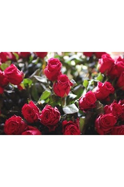 OEM Tablou decorativ, de perete, cu rama din lemn, 33cm x 24cm, imaginea 2209