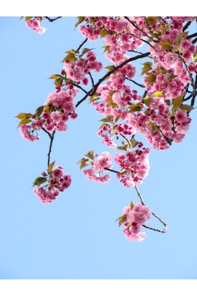 OEM Διακοσμητική επιτοίχια ζωγραφική με ξύλινο πλαίσιο, 33cm x 24cm, εικόνα 2057