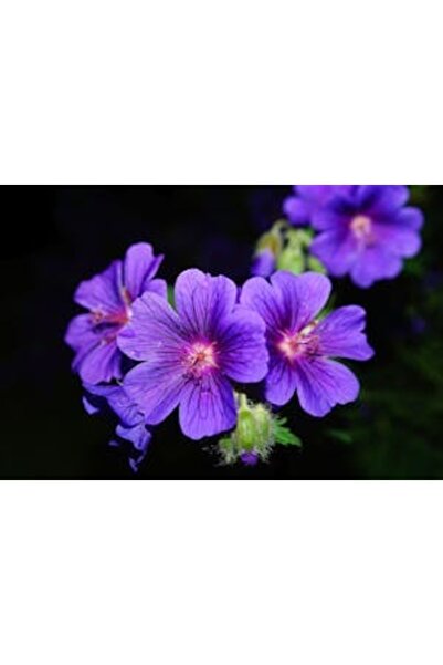 OEM Διακοσμητική επιτοίχια ζωγραφική με ξύλινο πλαίσιο, 33cm x 24cm, εικόνα 2096