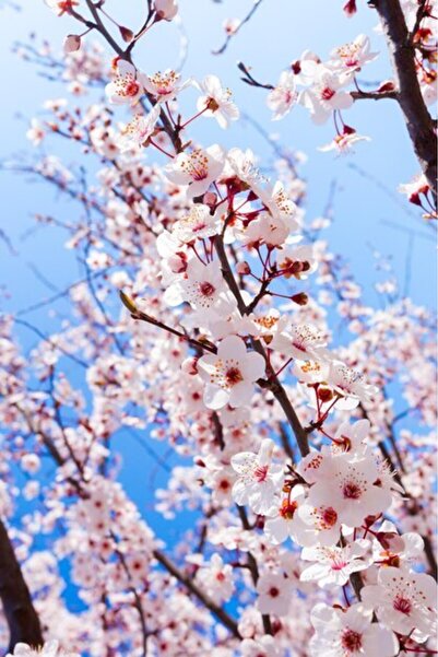 OEM Διακοσμητική επιτοίχια ζωγραφική με ξύλινο πλαίσιο, 33cm x 24cm, εικόνα 2342